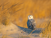 Fire Island National Seashore