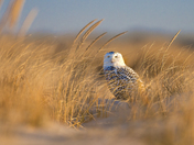 Fire Island National Seashore
