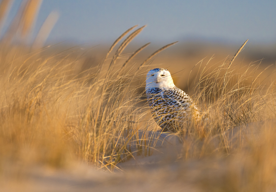 Fire Island National Seashore