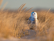 Fire Island National Seashore