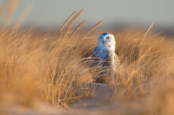 Fire Island National Seashore