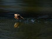 String Lake Trailhead in Grand Teton National Park