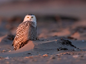 Fire Island National Seashore