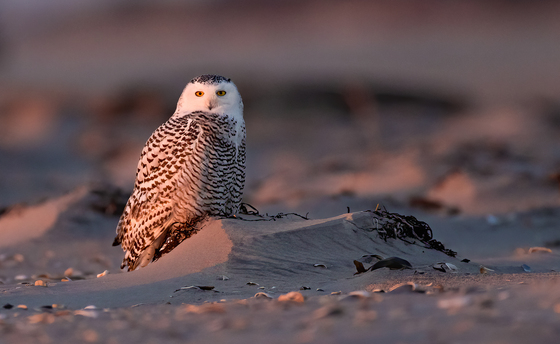 Fire Island National Seashore