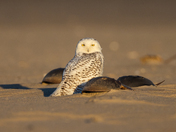 Fire Island National Seashore