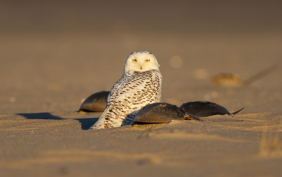 Fire Island National Seashore