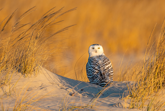 Fire Island National Seashore