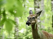 Pictured Rocks National Lakeshore