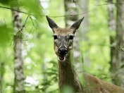 Pictured Rocks National Lakeshore