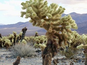 Joshua Tree National Park