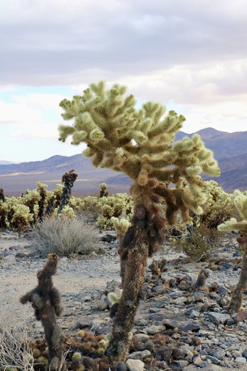 Joshua Tree National Park