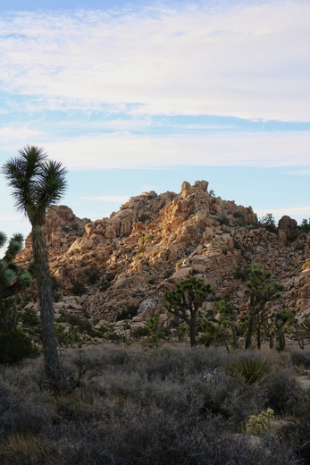 Joshua Tree National Park
