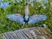 Obelisk: Blue Heron Cooling Off in Finn Slough, Richmond, BC 