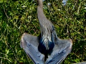 Obelisk: Blue Heron Cooling Off in Finn Slough, Richmond, BC 