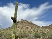 Saguaro National Park