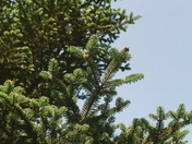 Great Smoky Mountains National Park