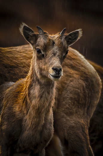 Zion National Park