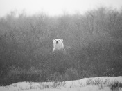 A polar bear peeks out of a sage bush