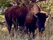 Theodore Roosevelt National Park