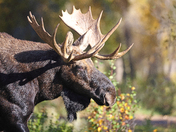 Grand Teton National Park