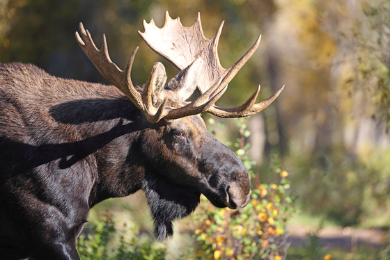 Grand Teton National Park