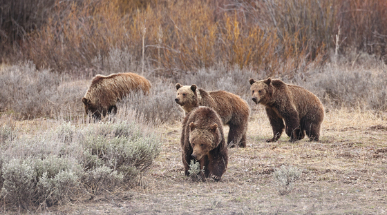 Grand Teton National Park
