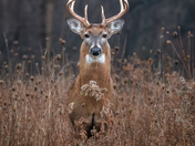 White-tailed Deer
