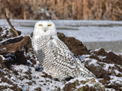 A snow owl perches gracefully in the midst of a bush