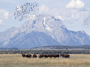 Grand Teton National Park