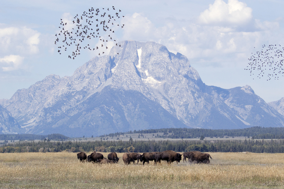 Grand Teton National Park