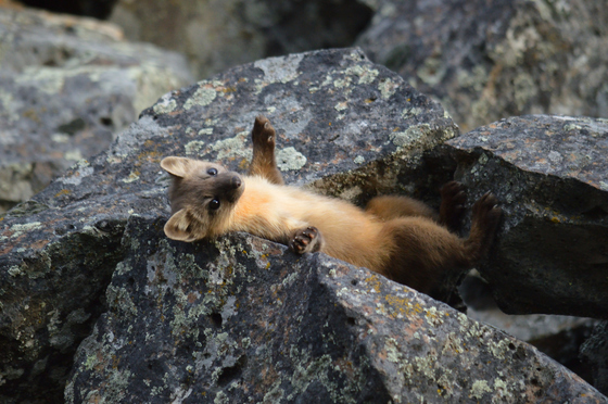 Yellowstone National Park