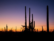 Saguaro National Park West