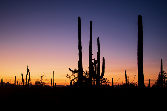 Saguaro National Park West