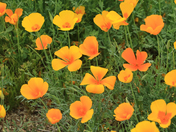 Saguaro National Park West