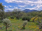 Saguaro National Park West