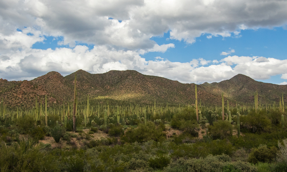 Saguaro National Park West