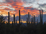 saguaro National Park West