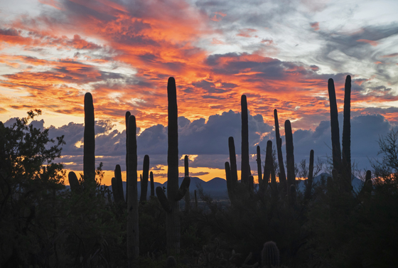 saguaro National Park West