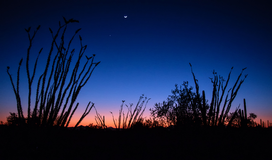 Saguaro National Park West