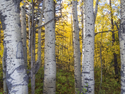 Santa Catalina Mountains