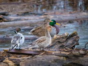 Pintails and Mallards