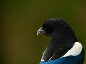 Mammoth Village in Yellowstone National Park
