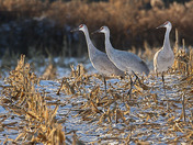 Sandhill Cranes