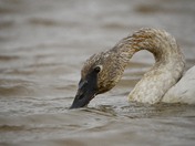 Hayden Valley in Yellowstone National Park