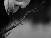 Merritt Island National Wildlife Refuge