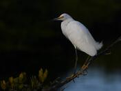 Merritt Island National Wildlife Refuge