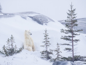 Beautiful Bear 