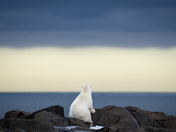 waiting for the ice