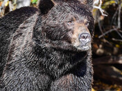One Serious Grizzly Bear