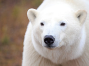 Close-up of a beautiful polar bear 